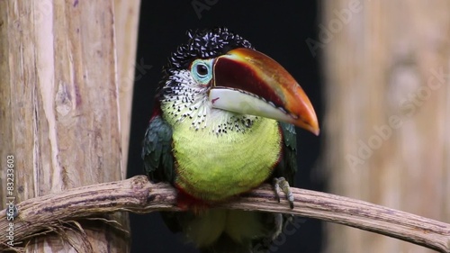 The curly-crested aracari (Pteroglossus beauharnaesii) photo