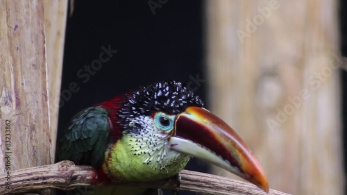 Colorful bird - Curl crested aracari photo