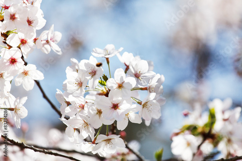 spring tree