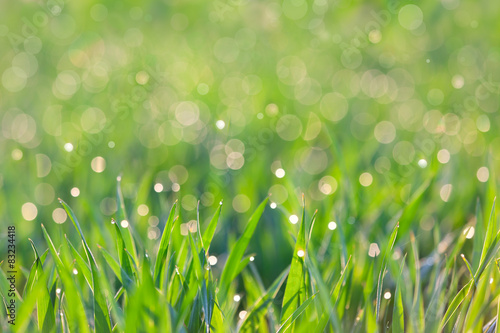 Fresh Background - green grass with drops of dew