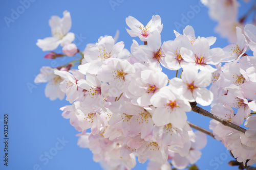 Obraz na płótnie 青空と桜 w salonie