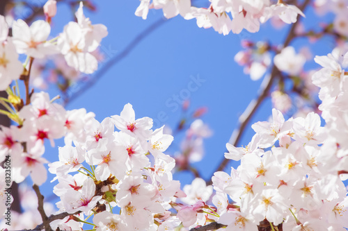 Obraz na płótnie 青空と桜 w salonie