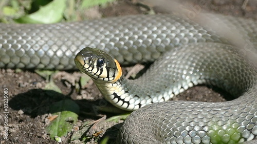 snake basking in the sun, and his tongue
