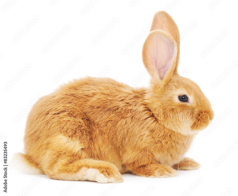 Obraz premium Rabbit