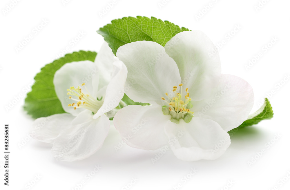 Fototapeta premium Apple flowers