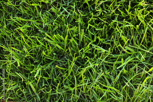 grass, lawn