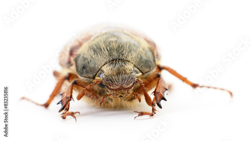Chafer isolated on white