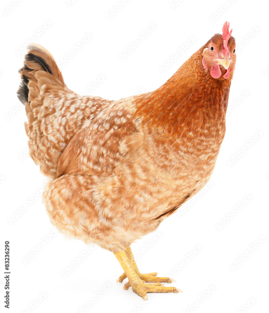 Fototapeta premium brown hen
