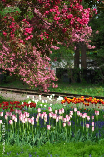 Wallpaper Mural チューリップとリンゴ
 Torontodigital.ca