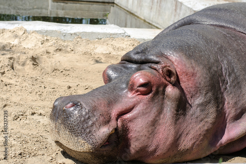 Hippopotamus lying on the sand at the zoo
