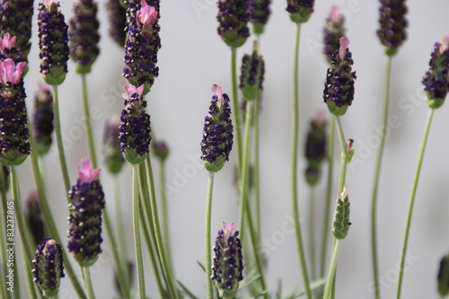 Blühender Lavendel photo