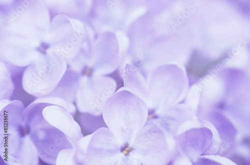 Abstract floral background