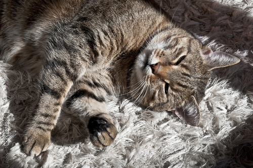 
Uroczy kotek śpiący na dywanie 