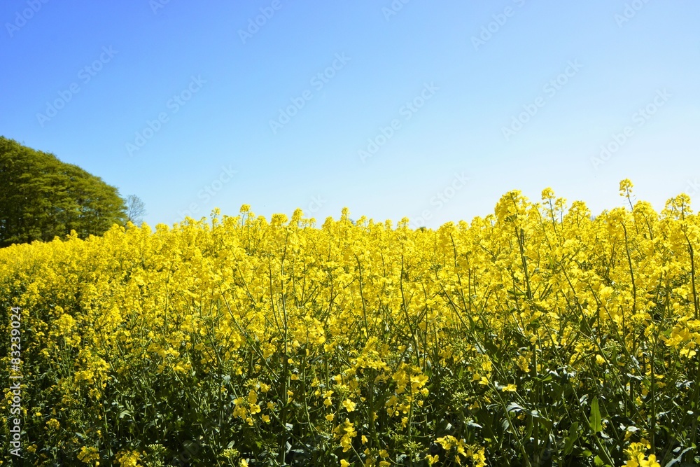Rapsfeld Rapsfeld