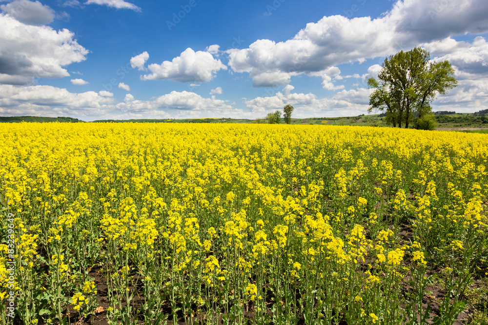 cloudy blue sky and yellow flowers in summer field cloudy blue sky and yellow flowers in summer field
