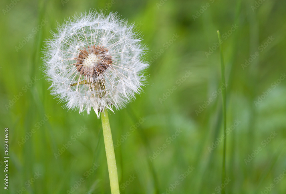 Fototapeta premium Nature background, dandelion