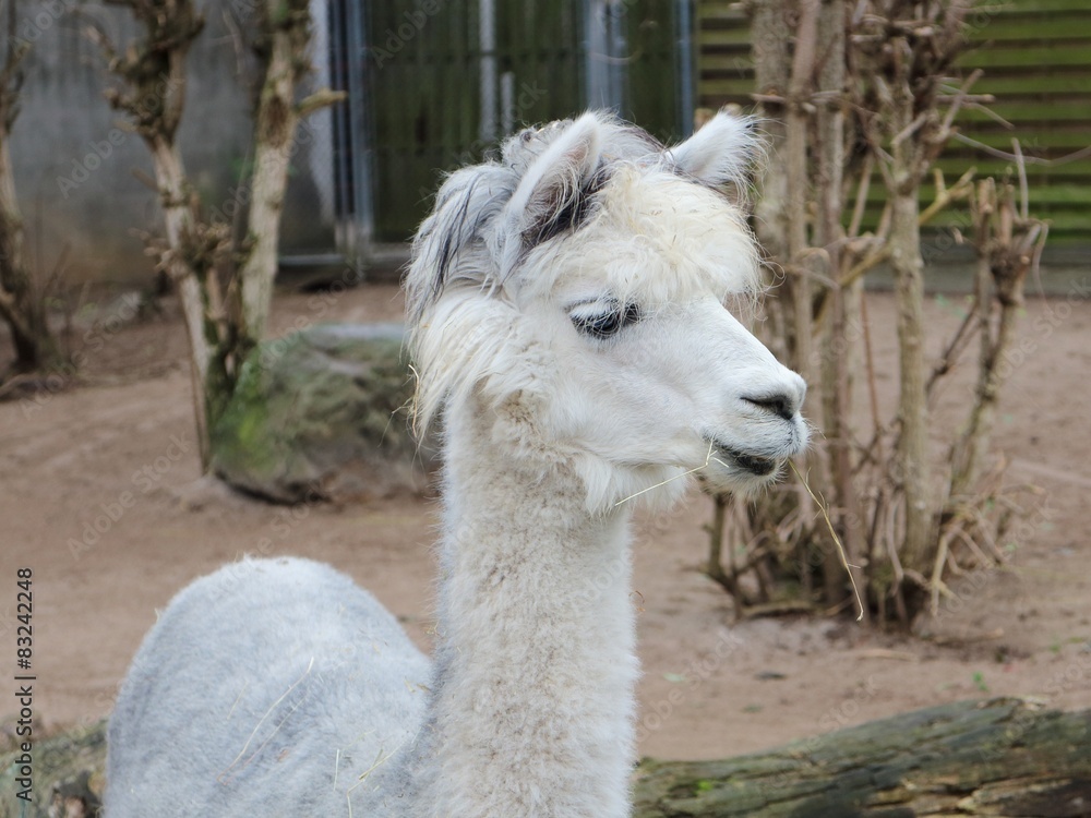Obraz premium Alpaka