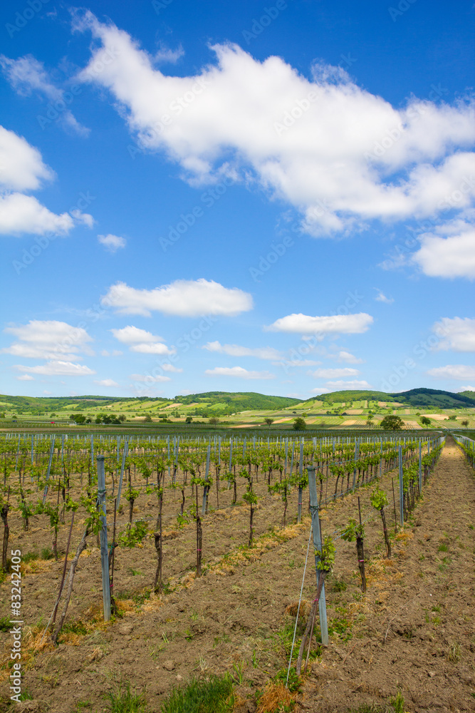 Vineyard In North Burgenland Donnerskirchen Near Lake Neusiedl