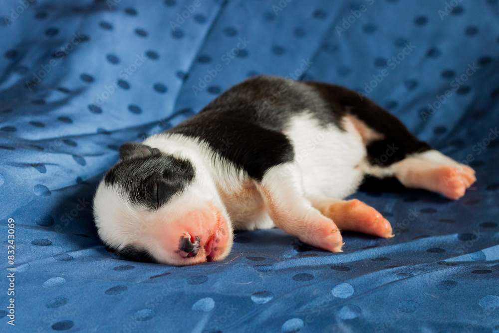 Newborn Border collie