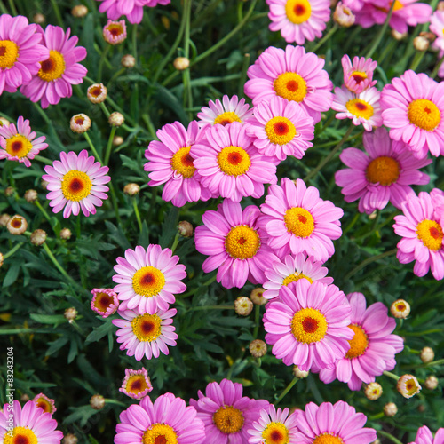 Top Shot of Ros   colored Marguerites