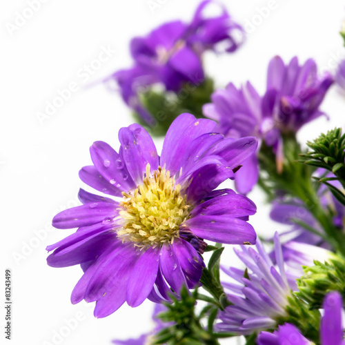 Bouquet of purple daisy, isolated on white background