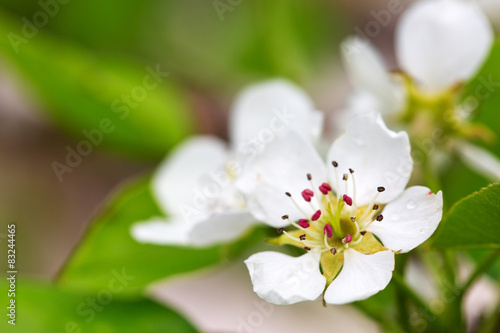 Fototapeta Naklejka Na Ścianę i Meble -  Pear tree blossoms in the spring garden.