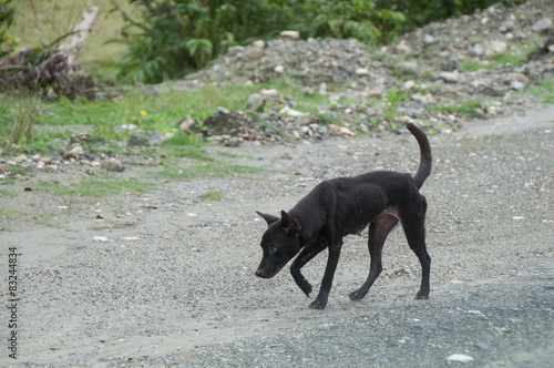 Wilder Hund in Baracoa, Kuba