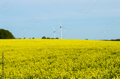 Fields of yellow rape