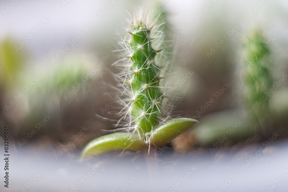 Naklejka premium Opuntia engelmannii 2