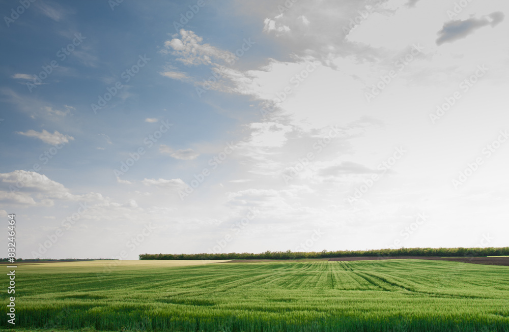 Obraz premium Green filed crops