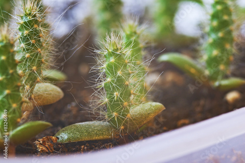 Fotografie Opuntia engelmannii
