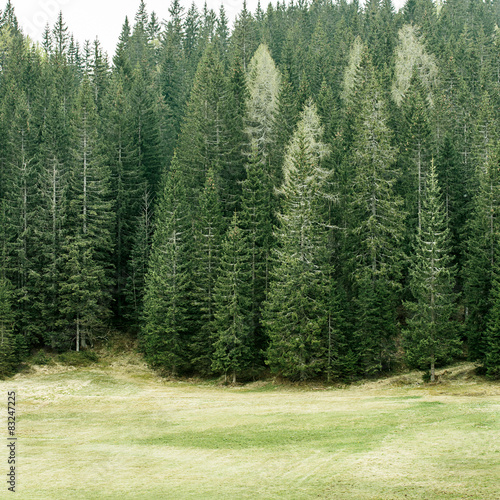 Alpine pasture and healthy forest of coniferous trees