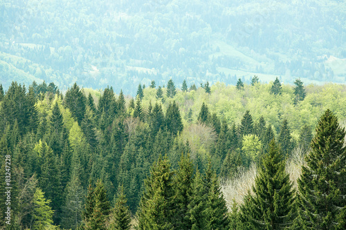 Healthy, colorful coniferous and deciduous forest