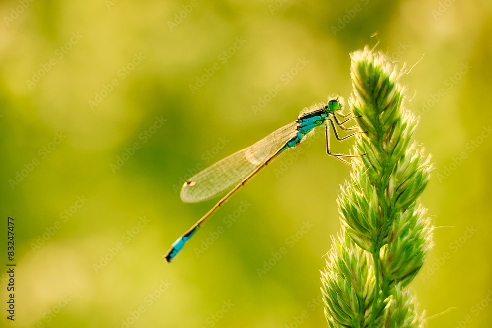 Dragonfly on the grass Dragonfly on the grass