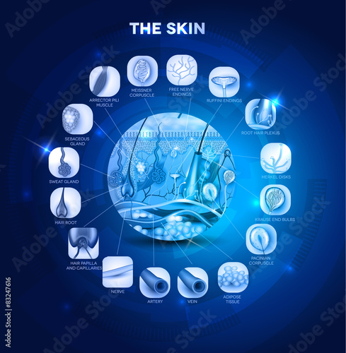 Skin anatomy structure in the round shape