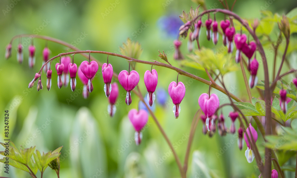 Lamprocapnos spectabilis ,bleeding hear Lamprocapnos spectabilis ,bleeding hear