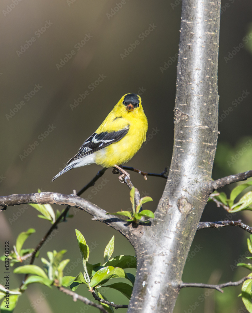 Fototapeta premium American goldfinch (Spinus tristis)
