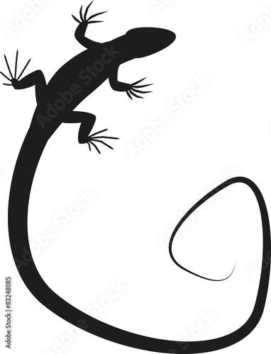 Lizard silhouette