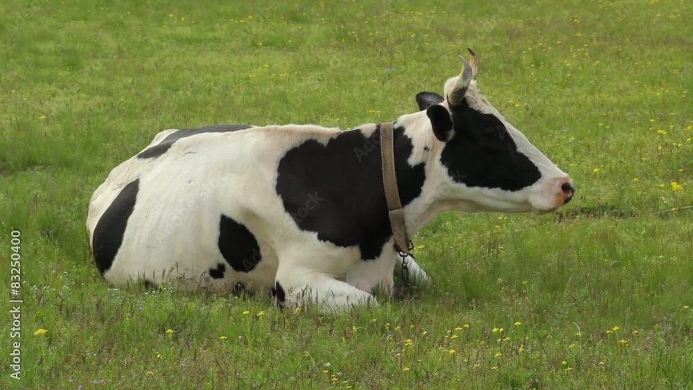 Black and white cow chewing sittign on green grass Black and white cow chewing sittign on green grass