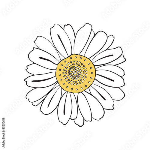 Fototapeta Naklejka Na Ścianę i Meble -  Illustration of hand drawn daisy