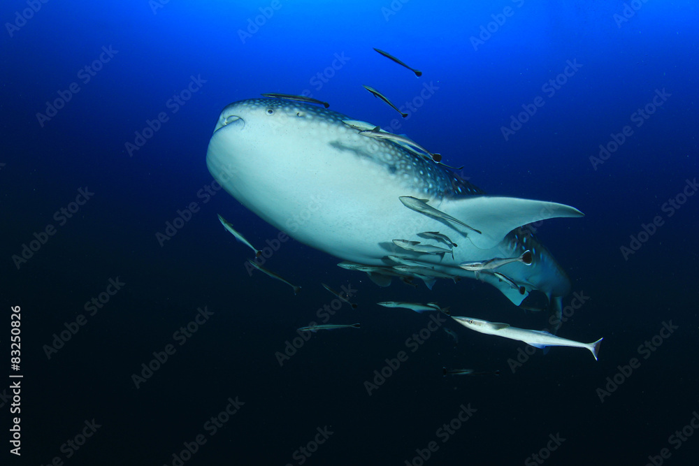 Obraz premium Whale Shark