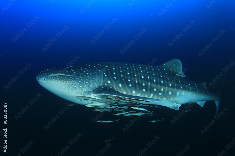Whale Shark Whale Shark