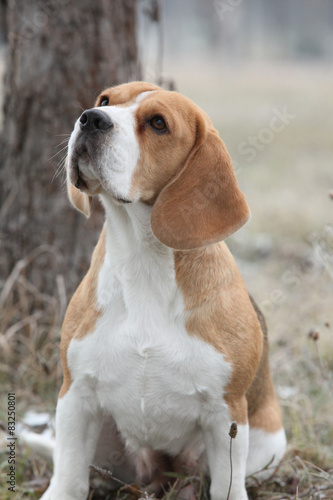Gorgeous beagle looking