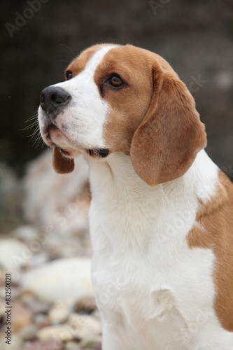 Gorgeous beagle looking © Zuzana Tillerova