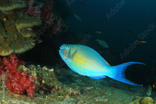 Underwater coral reef with tropical fish