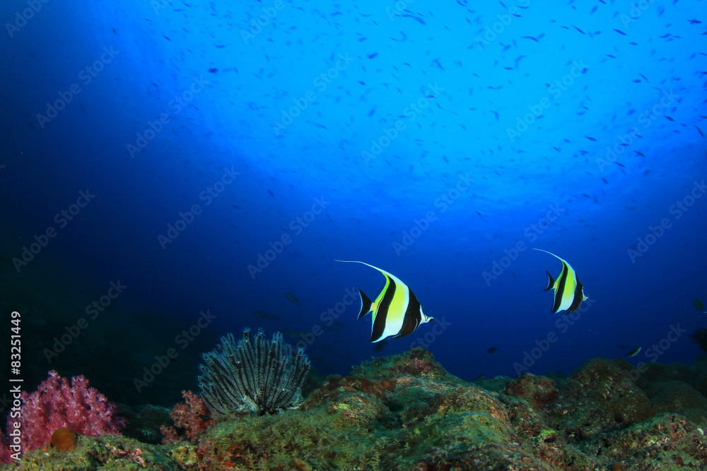 Fototapeta premium Underwater coral reef with tropical fish