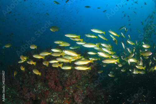 School yellow Bigeye Snappers fish on coral reef