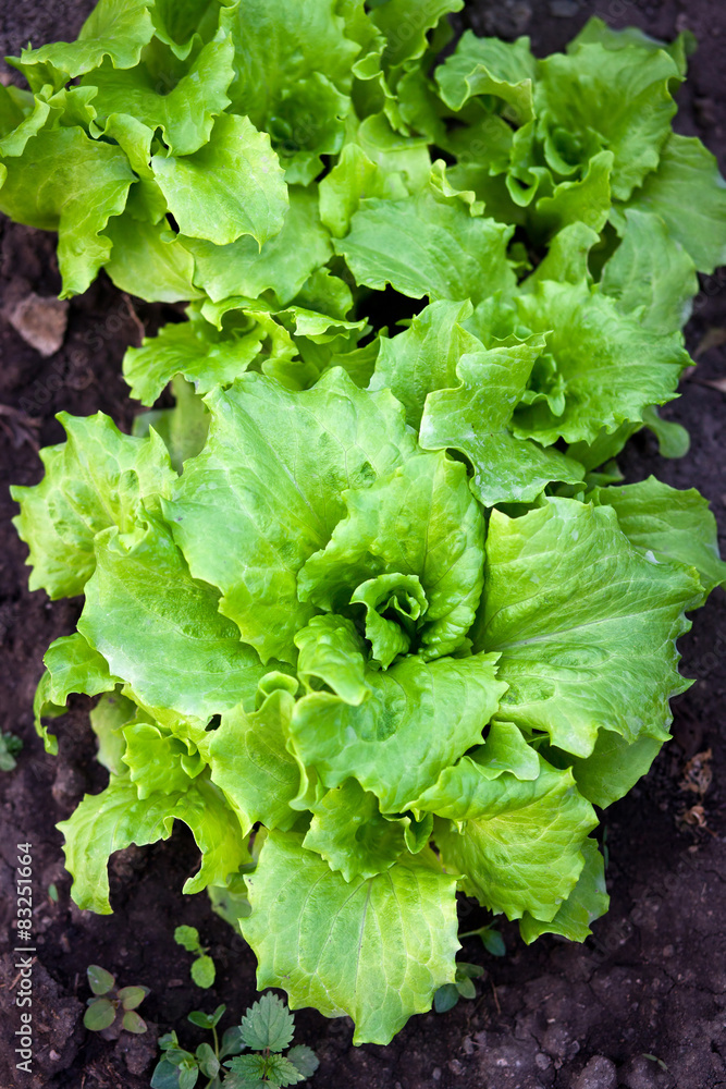 Fresh salad in garden Fresh salad in garden