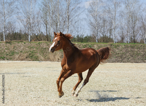 Purebred arabian horse in motion