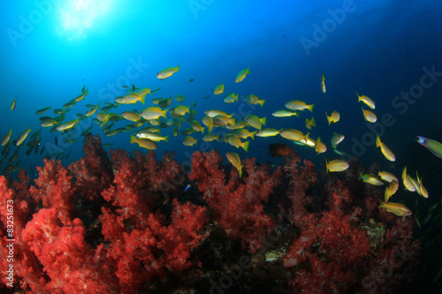 Fototapeta Naklejka Na Ścianę i Meble -  School yellow Bigeye Snappers fish on coral reef